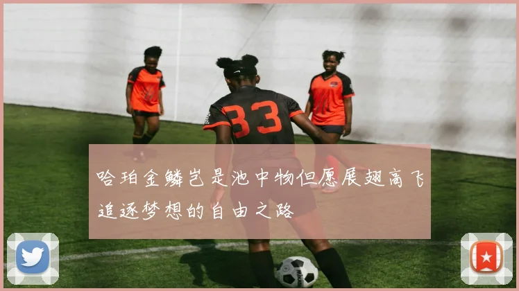哈珀金鳞岂是池中物但愿展翅高飞追逐梦想的自由之路